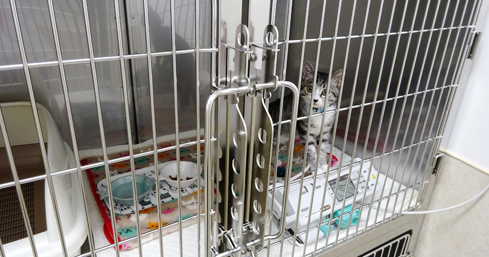 まるペットクリニック モバイル 犬猫 一般診療 予防医療 腫瘍科 皮膚科 広島市